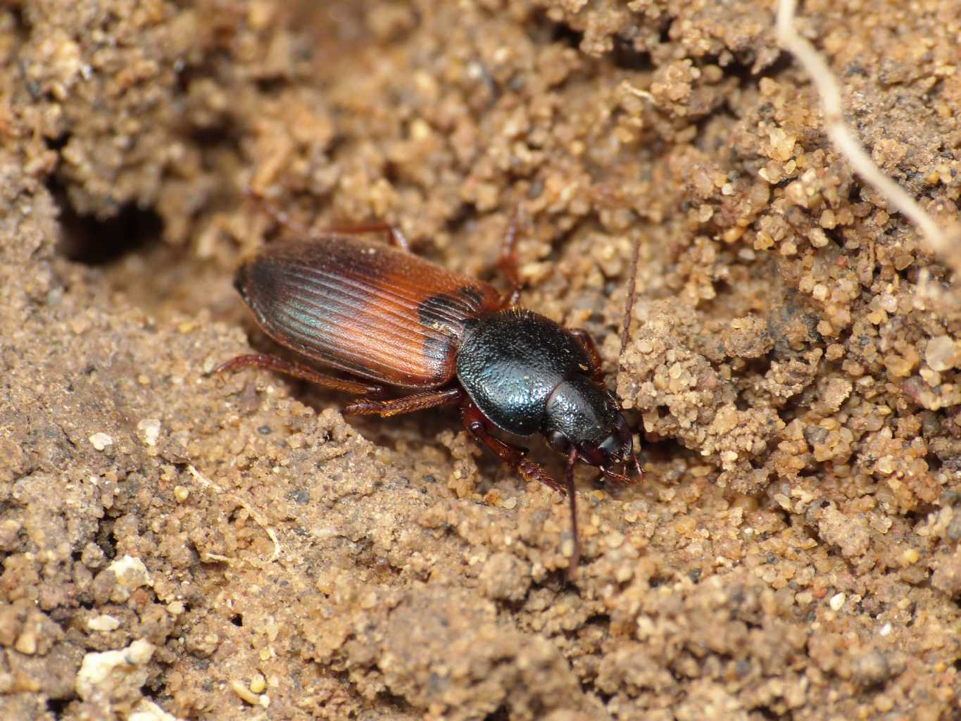 Gynandromorphus etruscus